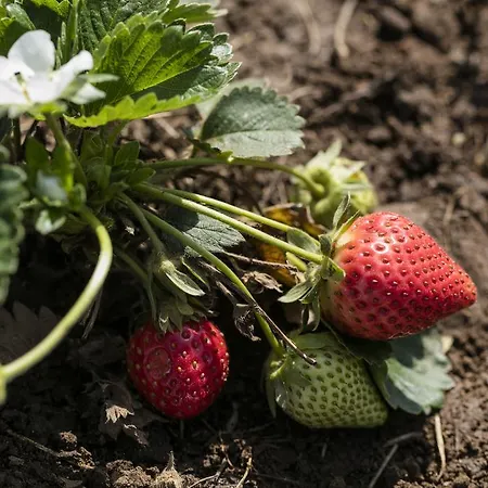 Oersmaris Boutique Marmaris